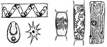 A KLOROPLASZTISZOK Leggyakrabban lencse alakú képződmények Átmérő: 3-10 m Szám/sejt: spenótsejtejben 20-60.