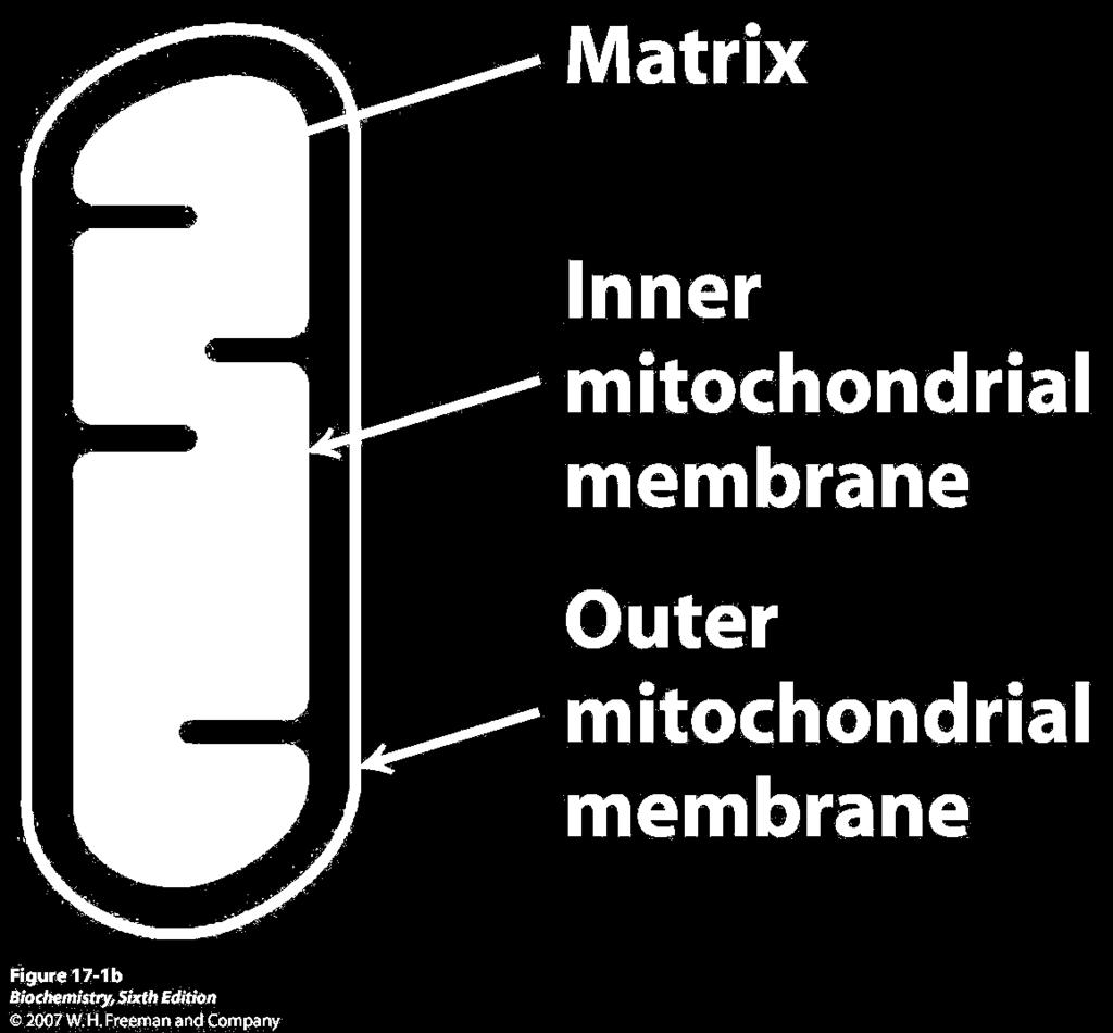 kapcsolat tartása; a mátrixban található a citrát körön kívül a piruvát-dehidrogenáz komplex, a zsírsav és aminosav oxidáció enzimei.