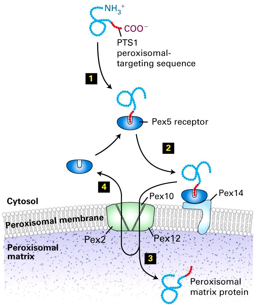 A peroxiszóma mátrix fehérjéinek transzportja Pex = peroxinok A