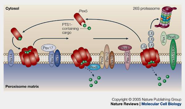 Pex5: Membránba integrálódik (peroxiszómális transzlokon része) Pex8 fehérjén keresztül RING (Pex2,12,10)