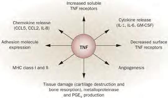 A TNF-hatásai Taylor, P. C. and Feldmann, M.