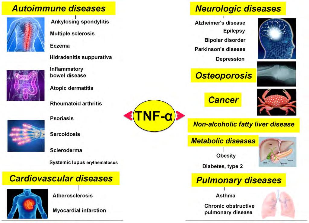 A TNF-szerepe különböző betegségekben