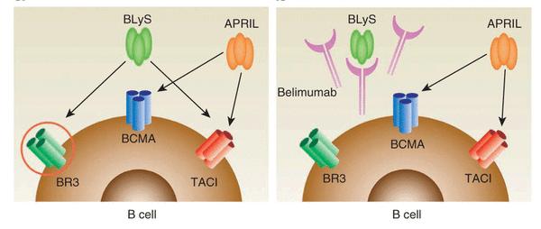 Belimumab (BAFF/BLyS) Belimumab (BENLYSTA) is the first biologic drug approved for the treatment of SLE human monoclonal IgG1 antibody BENLYSTA is indicated for the treatment of adult