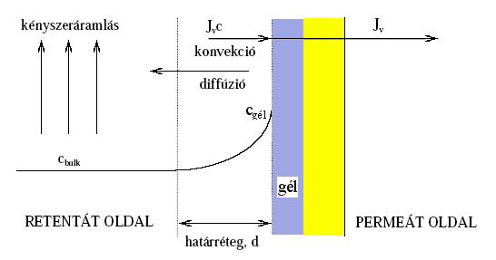 4. Koncentráló műveletek 117 4.3.3.2.1. ábra: Gélpolarizáció A fenti levezetést analóg módon megismételve a gélesedési J K c v ln cbulk formát kapjuk.