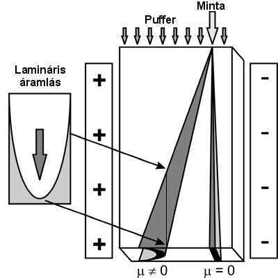 186 Fermentációs feldolgozási műveletek A lamináris áramlási profil parabola alakja automatikusan a sávok alakjának torzulását okozza.