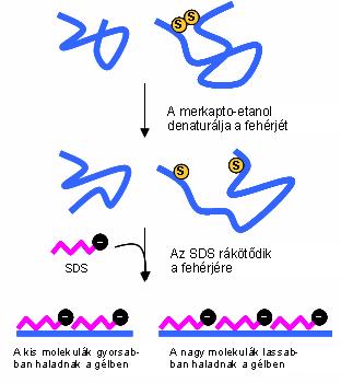 190 Fermentációs feldolgozási műveletek 5.2.2.2. Készülékek 5.2.2.1.1. ábra: Az SDS mintaelőkészítés folyamata A