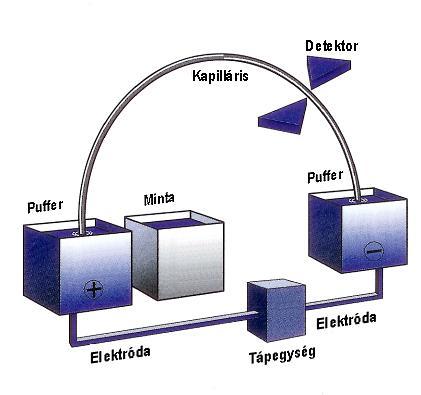 196 Fermentációs feldolgozási műveletek 5.2.3.1. ábra: Kapilláris-elektroforézis készülék felépítése A kapilláris anyaga az esetek többségében kvarcüveg, mert az átengedi a fényt, így az