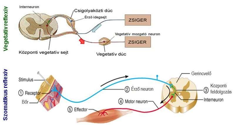 A vegetatív reflexek Fontos különbség a szomatikus reflexhez képest: a mozgató neuron nem a gerincvelőben található, hanem a testben elhelyezkedő perifériális vegetatív dúcokban.