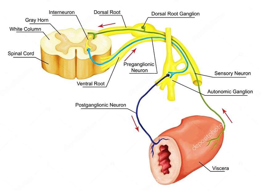 visceroreceptorok vagy interoreceptotok.