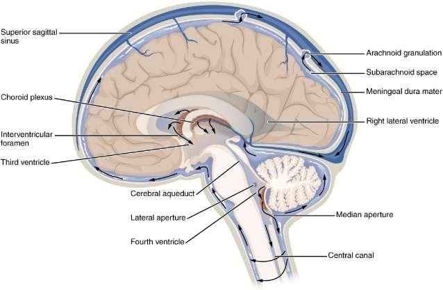 agykamrákat szegélyezik, ependymával borítottak. A központi idegrendszer üregrendszerének minden részébe agykamrák, agyburkok közti tér - eljut, állandó lassú mozgásban van.
