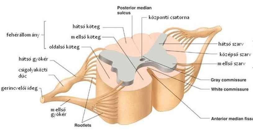 Az idegrendszer fejlődése A gerincesek idegrendszere csőidegrendszer. Ektodermális velőcsőből fejlődik kb. az embrionális fejlődés 3.
