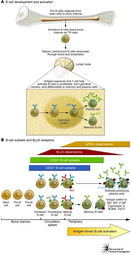 BLyS-APRIL hatás a B-sejtek érése során A BLyS a transitionalis sejtek apoptosisát gátolja a Bcl-XL