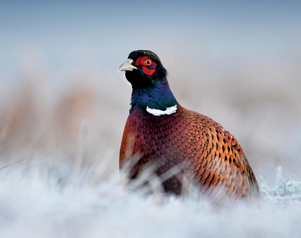 80, 24 000, 21, 6 300, 3, 900, FÁCÁN KERESŐVADÁSZAT (MEZEI NYÚL IS) FASANENBUSCHIERJAGD (AUCH FELDHASE) WALKED UP PHEASANT HUNTING (ALSO HARES) RÉSZVÉTELI DÍJ STANDGELD PARTICIPATION FEE EUR/fő/nap