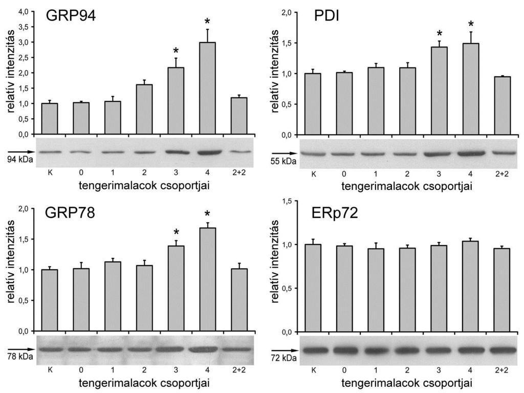 23. ábra Az endoplazmás retikulum chaperon és foldáz fehérjéinek expressziója a C- vitaminhiányos tengerimalacok májában [Margittai et al.
