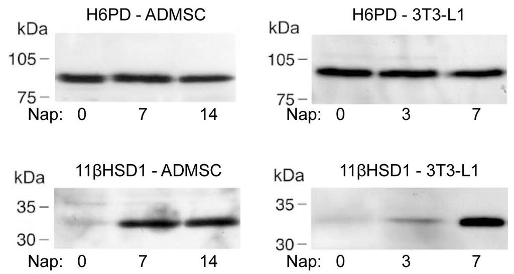 11βHSD1 fehérje szintje mindkét sejtmodellben sokszorosára emelkedett a folyamat végére (42. ábra) [Senesi et al., 2008]. dc_997_15 42.