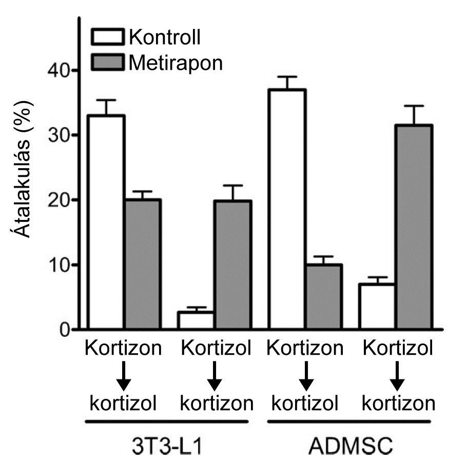 kortizon redukciója kortizollá, ugyanakkor fokozódott az ellentétes irányú átalakulás (49. ábra) [Marcolongo et al., 2008]. dc_997_15 49.