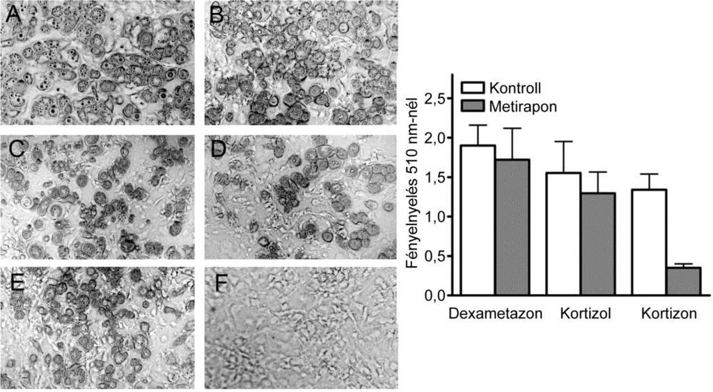 50. ábra Metirapon hatása a 3T3-L1 sejtek adipogén differenciálódására [Marcolongo et al.
