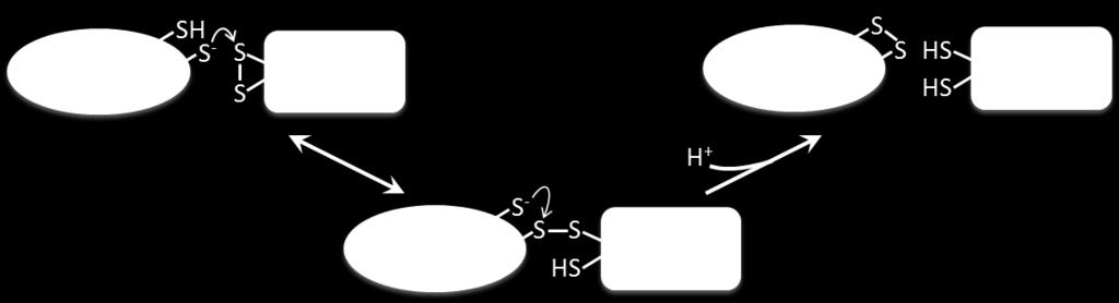 A B 1. ábra Tiol-diszulfid-kicserélődés A: A natív fehérje (fekete) tioljait egy tioredoxinszerű fehérje (szürke) diszulfidja oxidálja.