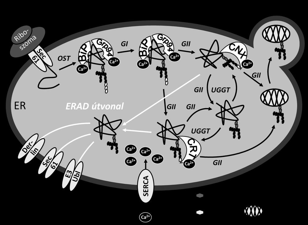 3. ábra Minőségellenőrzés az endoplazmás retikulumban Az érett fehérjékről a glukozidáz II lehasítja az utolsó glukóz egységet, az éretlenekre az UDP-glukóz:glikoprotein glukoziltranszferáz