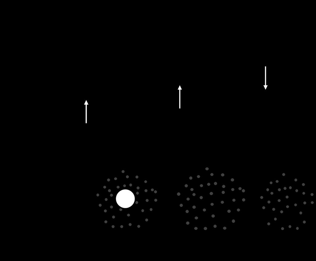 7. ábra A permeabilitás vizsgálatának fényszórásos technikája A hipotóniás pufferben duzzadt vezikulumok viszonylag alacsony fényszórása ozmolit hozzáadásakor a zsugorodás következtében gyorsan