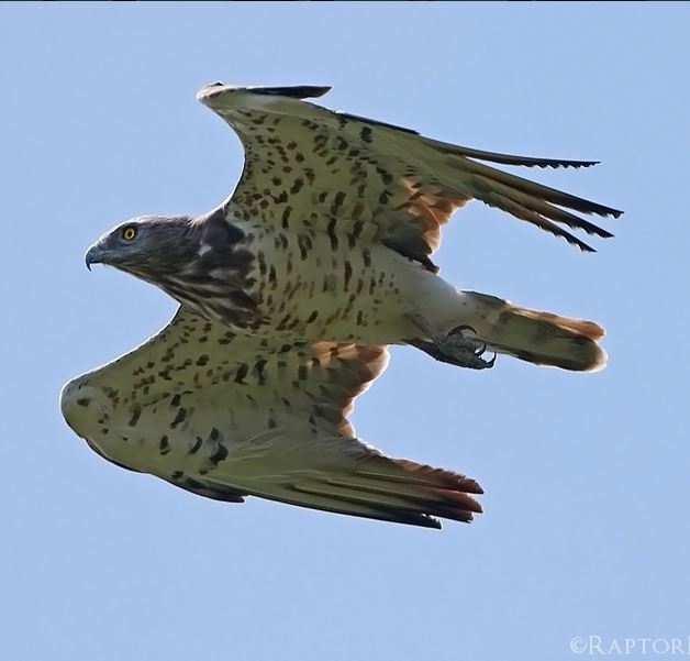 II. Zavarásra közepesen érzékeny fajok Kígyászölyv (Circaetus gallicus) - Főleg hegy- és dombvidéki tölgyesek, fenyvesek -