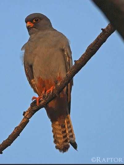 III. Zavarásra kevésbé érzékeny fajok Kék vércse (Falco vespertinus) - Síkvidéki szárnyékerdők, facsoportok, főleg