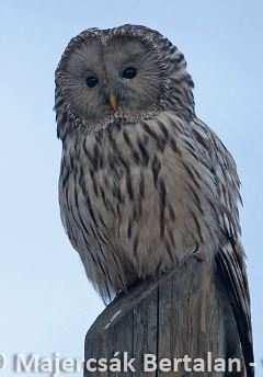 III. Zavarásra kevésbé érzékeny fajok Uráli bagoly (Strix uralensis) - Domb- és hegyvidéki idős erdőállományokban gallyfészkekben, odúkban,