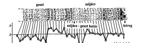 2. ábra a szijács-évgyűrűk és a keltezés pontosságának összefüggése A recens, részben erdőirtások során, részben fatelepeken beszerzett, minták lehetővé tették a szijácsstatisztika elkészítését.