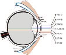 A különböző hullámhosszú sugárzások behatolása a szembe A különböző hullámhosszú sugárzások behatolása a bőrbe.