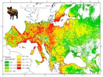 8. dia Az ábrán az európai vaddisznó-populáció eloszlása és becsült sűrűsége látható. Hazánkban meglehetősen nagy létszámú, egyes területeken kiemelkedően nagy sűrűségben élnek ezek az állatok.