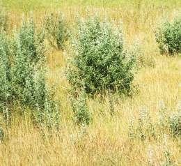Az inváziós és termőhely-idegen növényfajok megtelepedését és terjedését meg kell akadályozni a gazdálkodás során (például: 2. kép: bálványfa; 3. kép: aranyvessző; 4. kép: keskenylevelű ezüstfa).