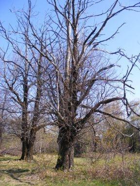 4. Feladat Cryphonectria parasitica elleni védekezéssel kapcsolatos