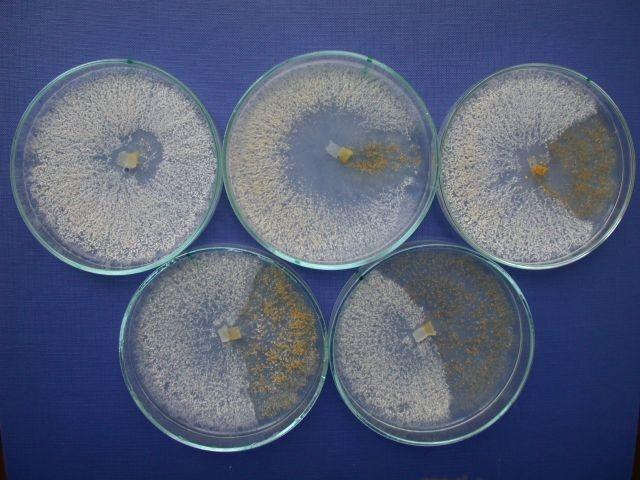 kép: Cryphonectria parasitica álat elpusztított szelídgesztenyefa