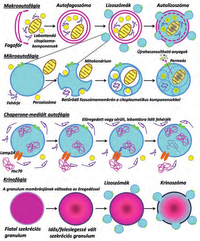 CSIZMADIA TAMÁS JUHÁSZ GÁBOR A sejtes önemésztés A koplalás molekuláris sejtbiológiája Az eukarióta sejtek életének nélkülözhetetlen eleme a megújulásra való képesség.