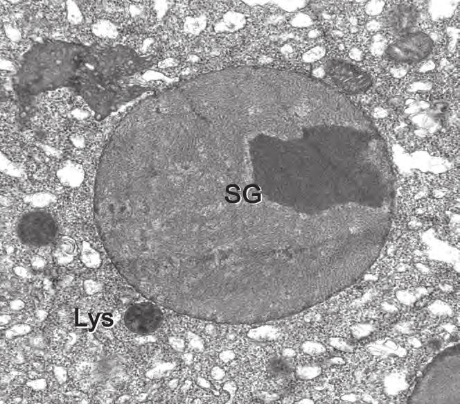 maradt. Jelentős áttörést az első genetikai kísérletek hoztak, melyeket sörélesztősejteken (Saccharomyces cerevisiae) végeztek (5. ábra).