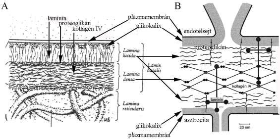 2. ábra A lamina basalis és a laminin. A) A hámok alatt előforduló membrana basalis (Bannister 1995).