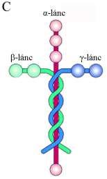 B) Asztrocita és endotél összetapadt lamina basalisai (Módis 2009). C) A laminin három alegységből álló, kereszt alakú molekulájának szerkezete (www.fullfile.us). 1.