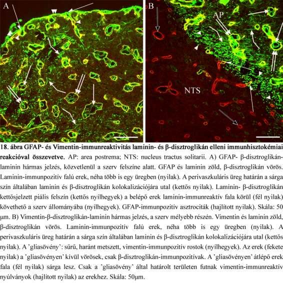4.2.3. Egyéb markerek Nesztin az area postrema és a gliasövény rosztrális metszeteiben a vimentinhez hasonlóan helyezkedett el (19A ábra), vele általában kolokalizálva (19B ábra).