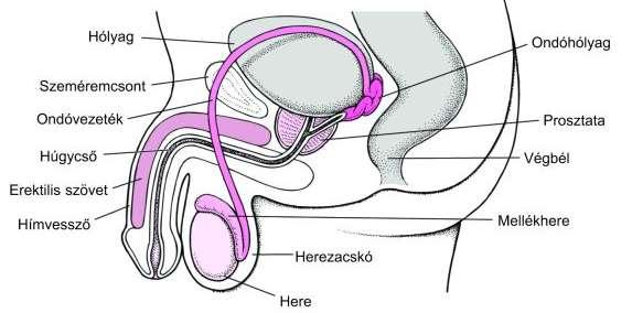 2.2 A férfi nemi működés 2.2.1 