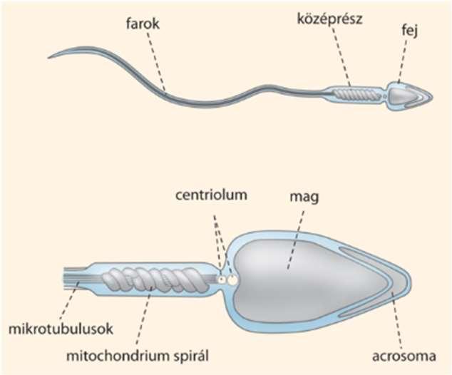 akroszómában helyezkedik el, a petesejtbe történő behatolást segítő enzimeket tartalmazza.