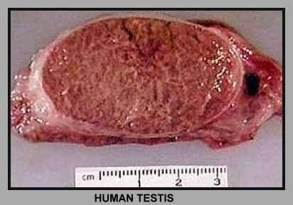 2 A mellékherék (epididymis) A herecsatornácskák összeszedődve a mellékherék csatornarendszerében