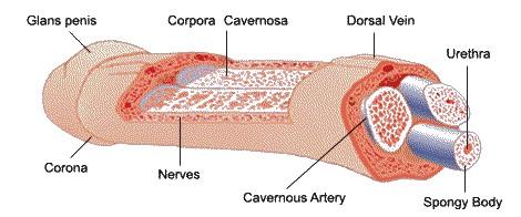 A péniszben 3 szivacsos szerkezetű, erectilis szövetből felépülő hengeres test található, melyek közül egy páros - barlangos testek -, egy páratlan és a húgycsövet veszi körül.