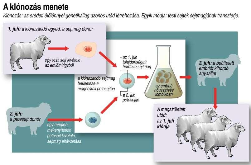 Egy, már differenciálódott testi sejtből kivesznek egy sejtmagot. A testi sejt sejtmagját a magjától megfosztott petesejtbe ültetik be, létrehozva egy mesterséges zigótát.