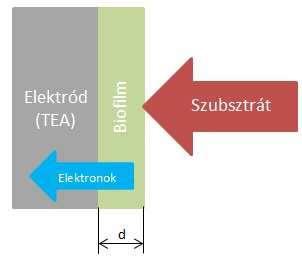 Exoelektrogén biofilm előnyei a szennyvízitsztítás vonatkozásában Konvencionális biofilm tulajdonságai: A biofilm korlátlanul vastagodik Szubsztrát hiányos rétegek alakulhatnak ki