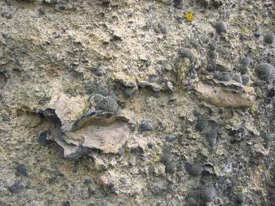 Vulkanizmus a Kárpát-medencében Hogyan zajlottak a