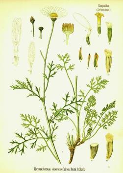 gyulladáscsökkentő, antibakteriális, görcsoldó, Rovarporvirág (dalmátvirág) (Chrysanthemum cinerariaefolium) tea (görcsoldó), öblögetőszer, kozmetikum (szőkítőszer). szárm.