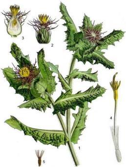 virágzat (Chrysanthemi flos), piretroidok (mono- és dikarbonsav-észterek: piretrin, cinerin, jazmolin), Hatás: rovarölő, rovarirtószer. Benedekfű (Cnicus benedictus) szárm.