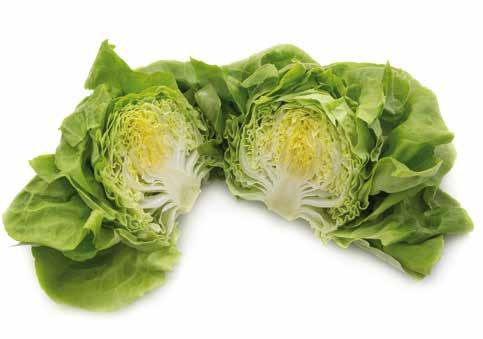 Hajtató saláta fajták Pazmanea RZ Teodore RZ Középzöld színű saláta, téli ülteté Piros színű hajtató fejes saláta. Magazinunk következő részében az őszi hajtatásra, ill.