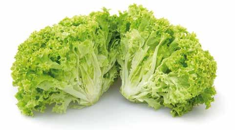 Egyéb hajtatási és színes saláta fajták Tölgy levelű saláta Batávia saláta Lollo saláta Cencibel RZ Gyors fejlődésű lollo rossa saláta