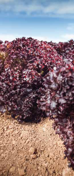 Ajánlás: szeptember elejétől március elejéig ültethető Bl:16-35EU Saturdai RZ Intenzív piros színű tölgylevelű saláta.
